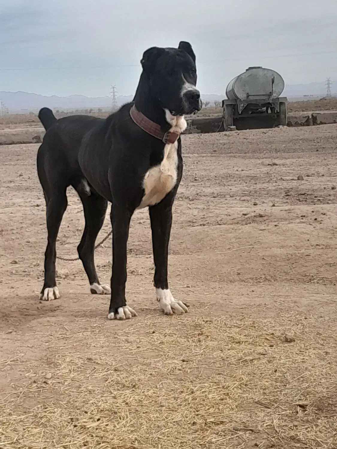 سگ اصیل|کفش و لباس بچه|خواف, |دیوار