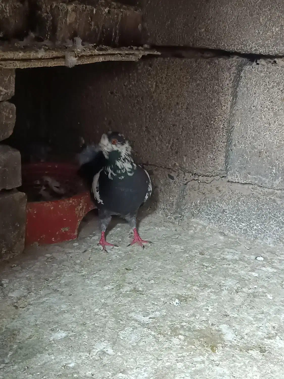 کبوتر ساده. مگسی نر و سوسکی|پرنده|گنبد کاووس, |دیوار