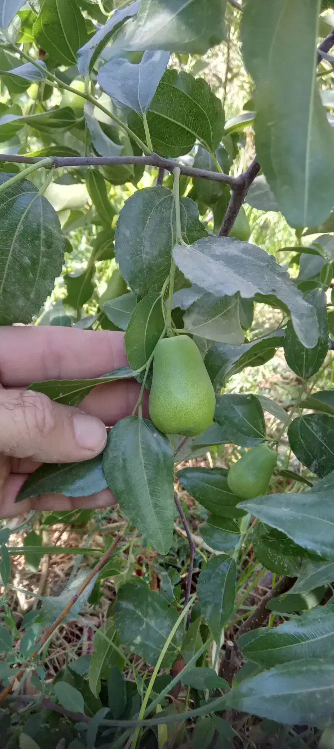 عناب گلابی اوکراینی پیوند،نهال درخت نهالستان مشهد|گل و گیاه طبیعی|مشهد, خواجه ربیع|دیوار