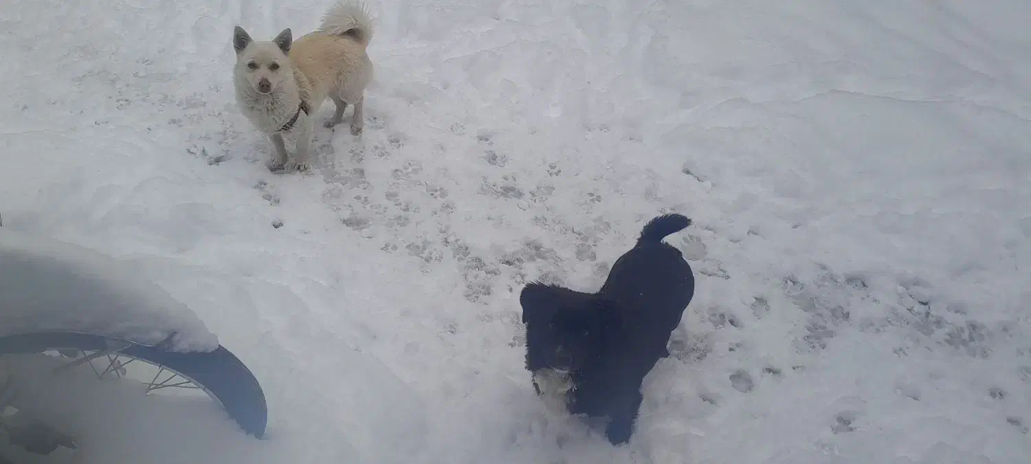 واگذاری توله پا کوتاه|سگ|تهران, خلیج فارس|دیوار