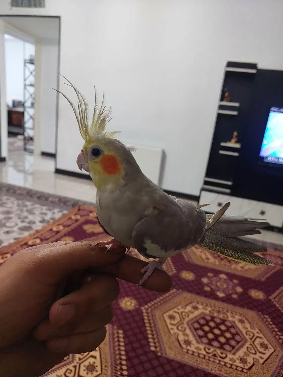 عروس هلندی|پرنده|کرج, شاهین‌ویلا|دیوار