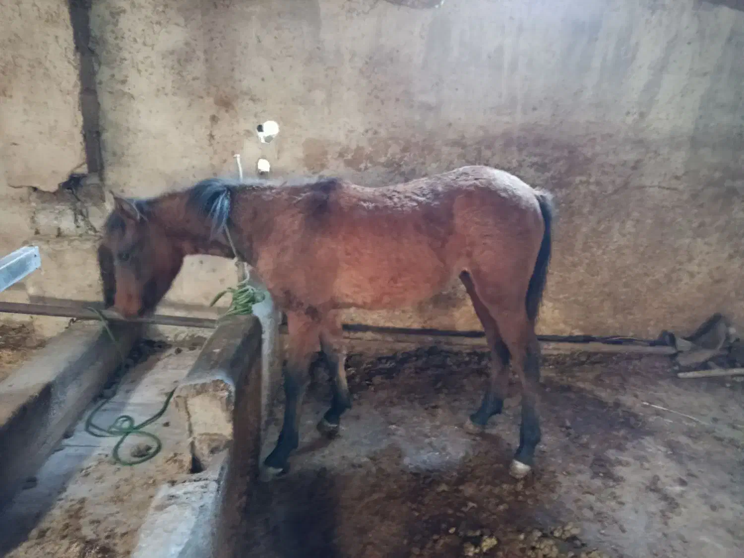 اسب کره مادیون بسیار آرام مظلوم|اسب و تجهیزات اسب‌سواری|امامزاده عبدالله, |دیوار