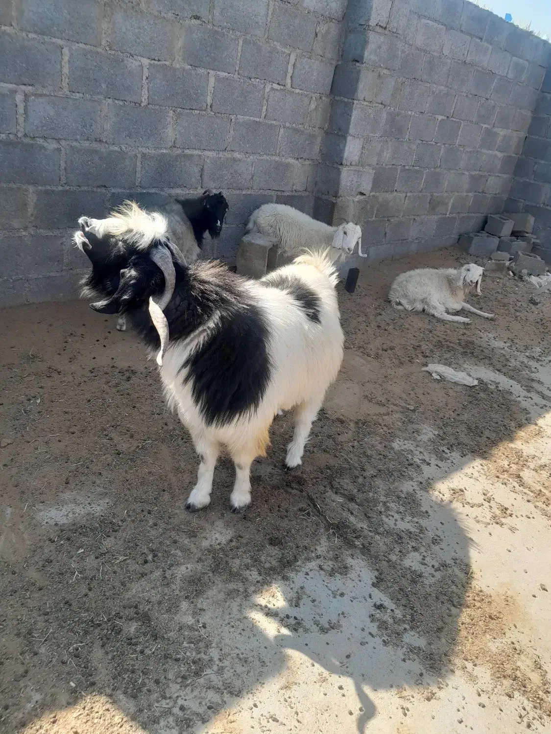 نری فروشی|حیوانات مزرعه|فین, |دیوار