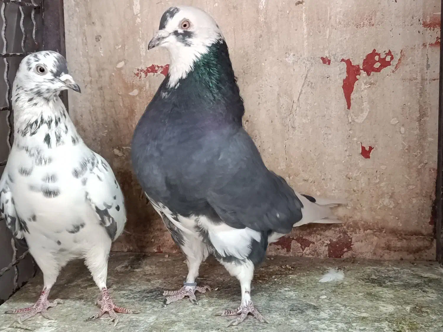 مایه کفتر کبوتر|حیوانات|تهران, افسریه شمالی|دیوار