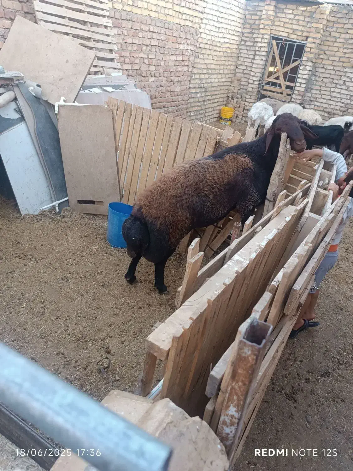 شیشک|حیوانات مزرعه|کاشمر, |دیوار