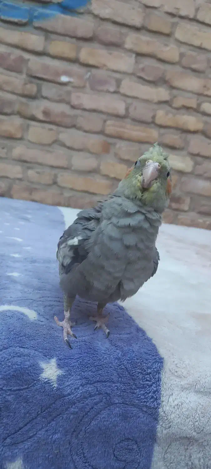 عروس هلندی|پرنده|بافق, |دیوار