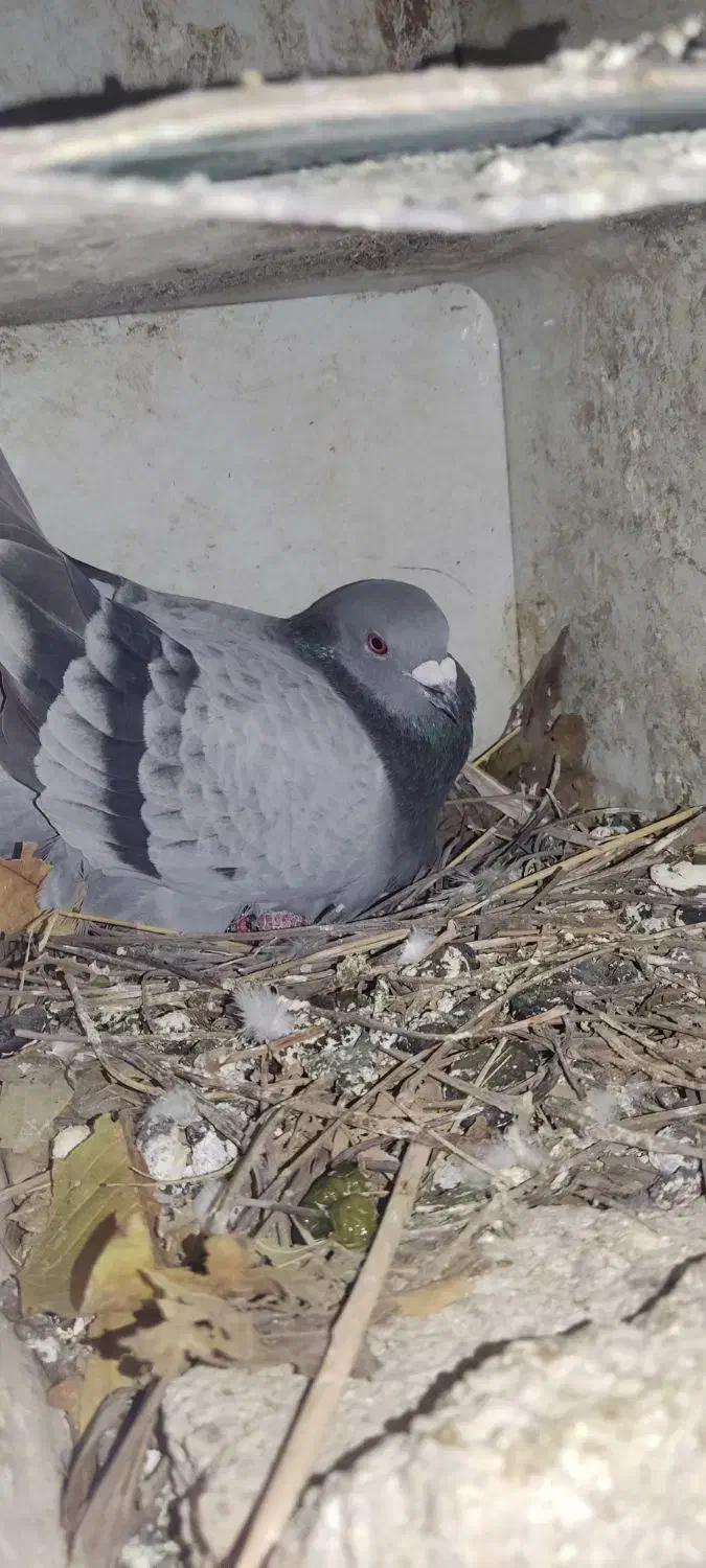 کبوتر|پرنده|یاسوج, |دیوار