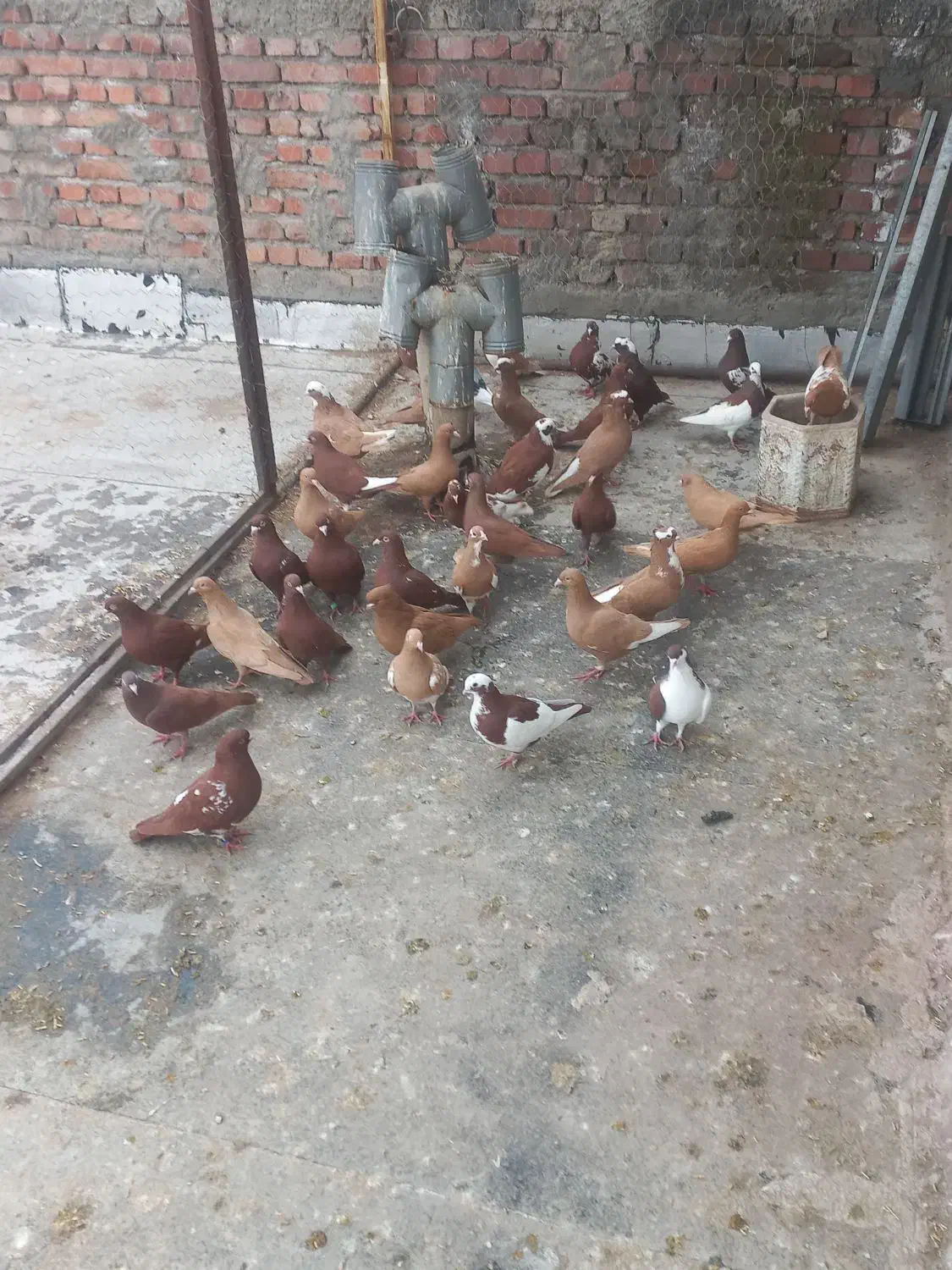 کبوتران سالم|پرنده|مراغه, |دیوار