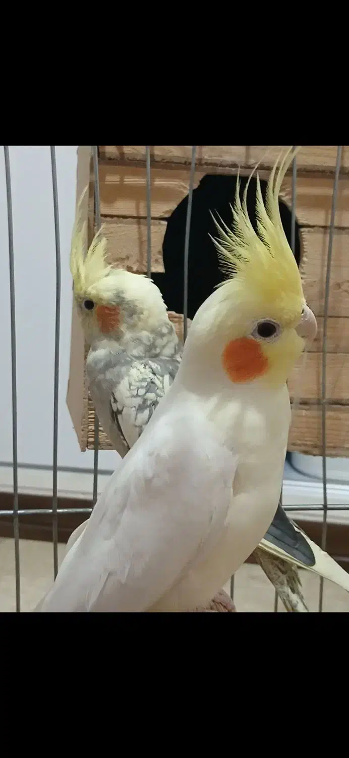 فروش پرنده عروس هلندی یک جفت و یک بچه|پرنده|تهران, شهرک آزمایش|دیوار