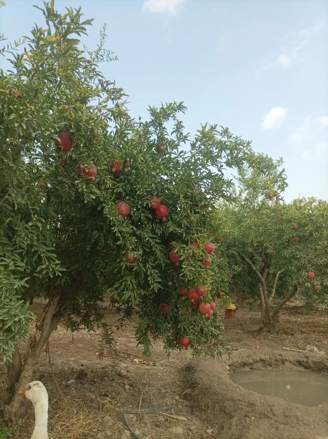 فروش سه هکتار میوه انار|فروش زمین و ملک کلنگی|گنبد کاووس, |دیوار