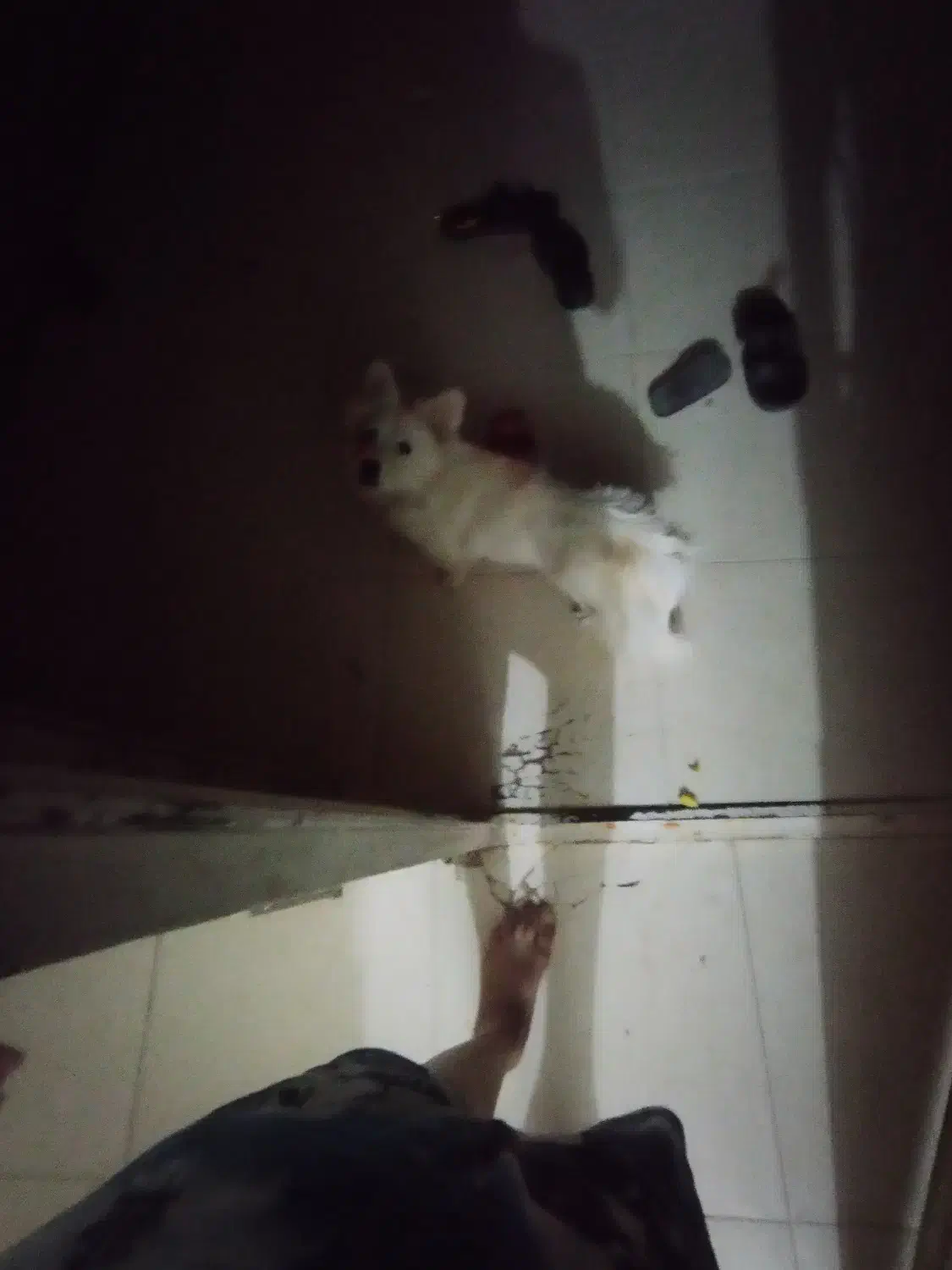 سگ در کاریز گمشده مژدگانی 6 ملیون|حیوانات|تایباد, |دیوار