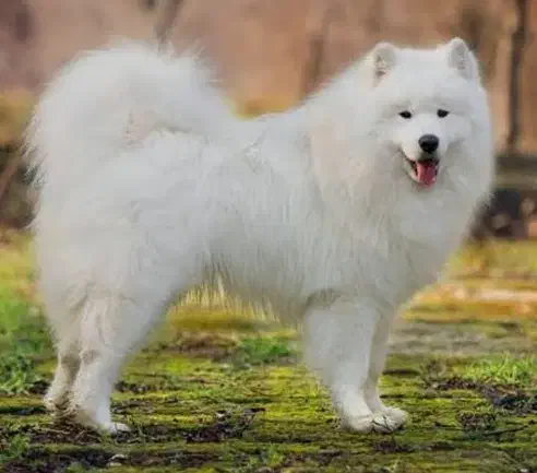 واگزاری سگ نژاد سامویید اصل از نسل وارداتی اصل|سگ|کرج, شهرک سهرابیه|دیوار