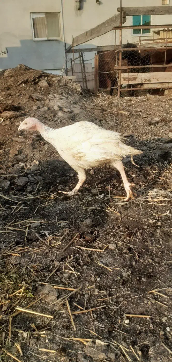 بیوتی۶۲ماهه|حیوانات مزرعه|گمیشان, |دیوار