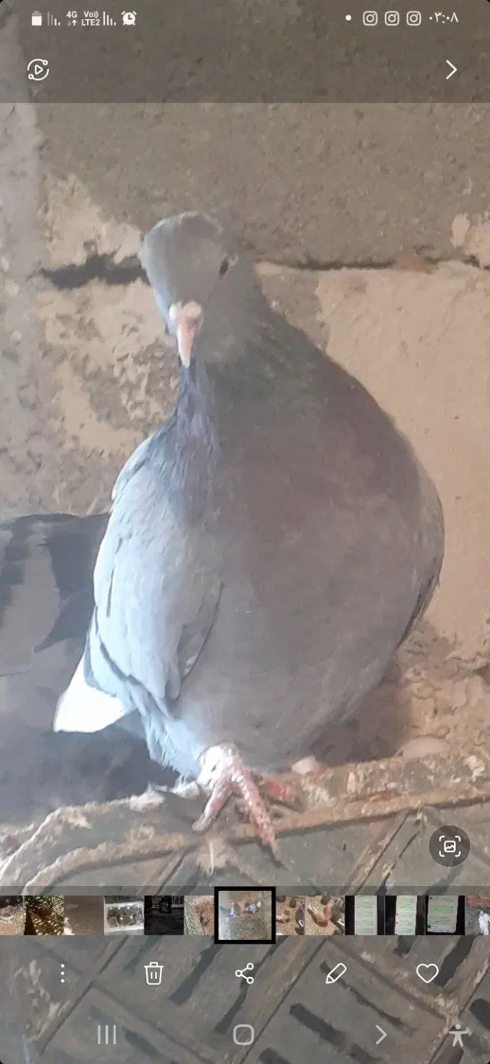 کبوتر|حیوانات|ارومیه, |دیوار