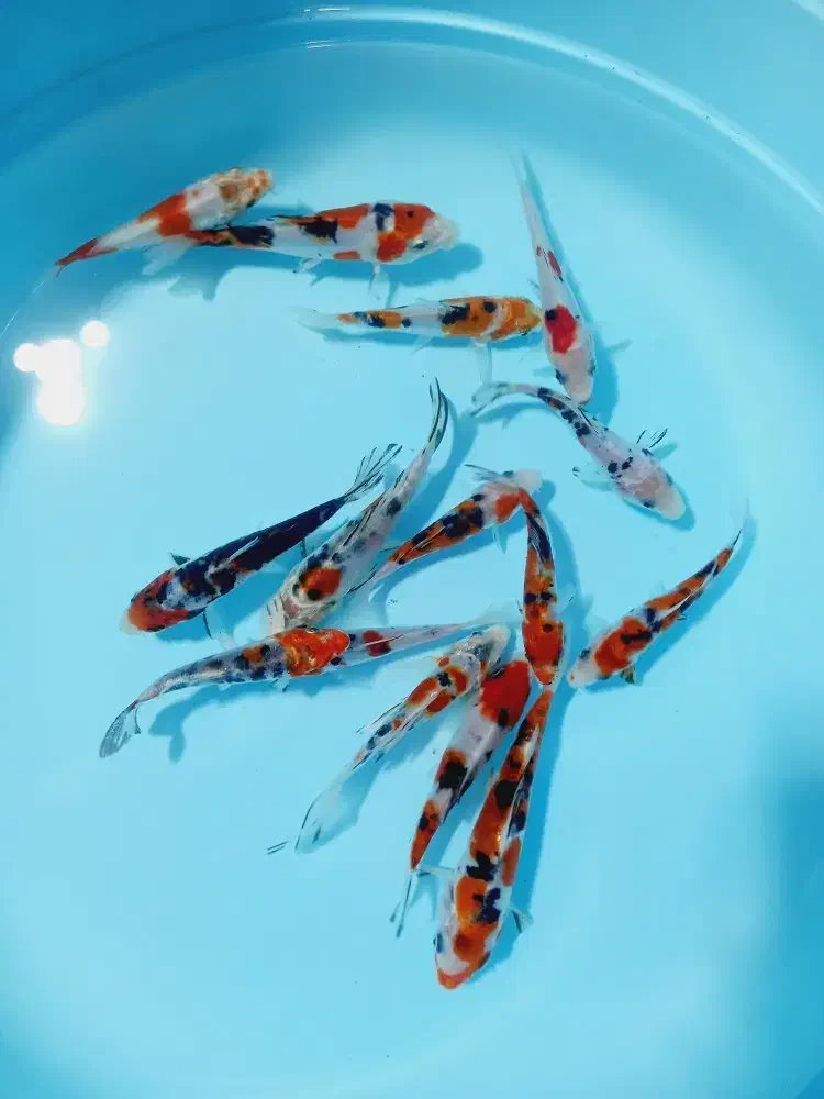 انواع ماهی کوی در بالاترین کیفیت|ماهی|تهران, آذربایجان|دیوار