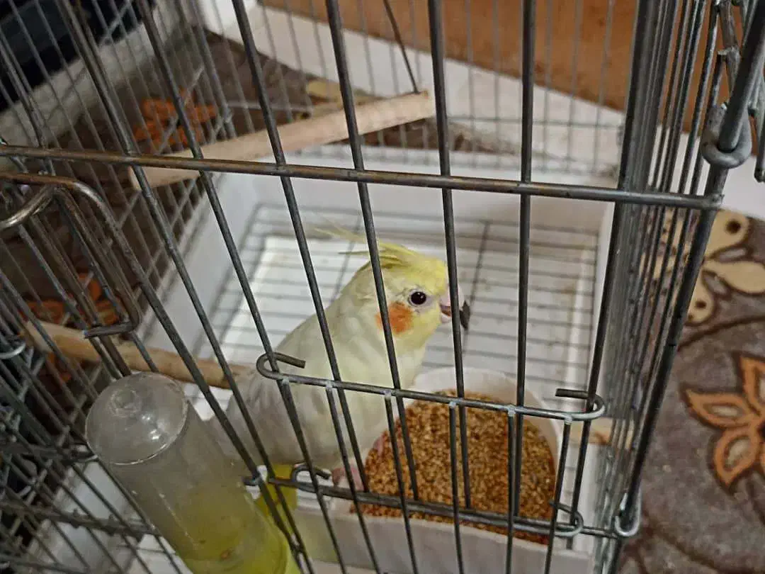 عروس هلندی|پرنده|شهریار, شهریار|دیوار