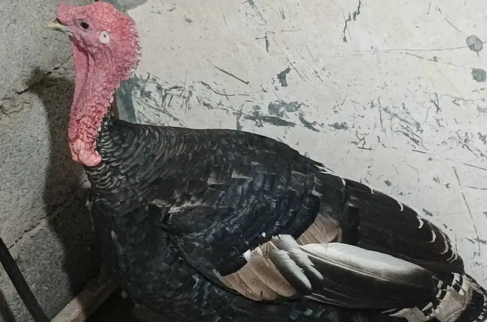 یک عددبوقلمون نر دوساله فروشی یا معامله  مرغ جوجه|حیوانات مزرعه|بم, |دیوار