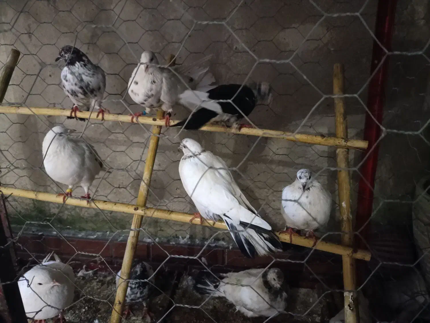 کبوتر|پرنده|رشت, پیرکلاچای|دیوار