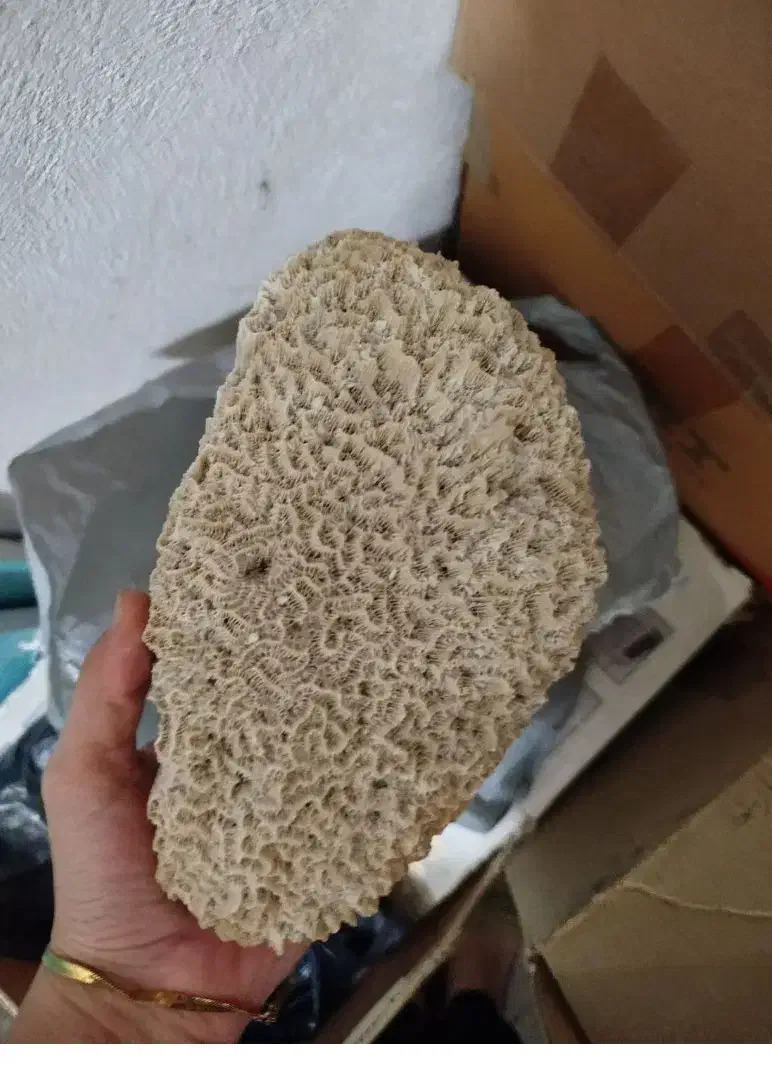 سنگ مرجان طبیعی|کلکسیون و سرگرمی|اسلامشهر, شهرک قائمیه|دیوار