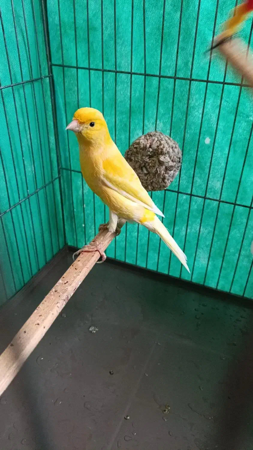 قناری نر|پرنده|مریوان, |دیوار