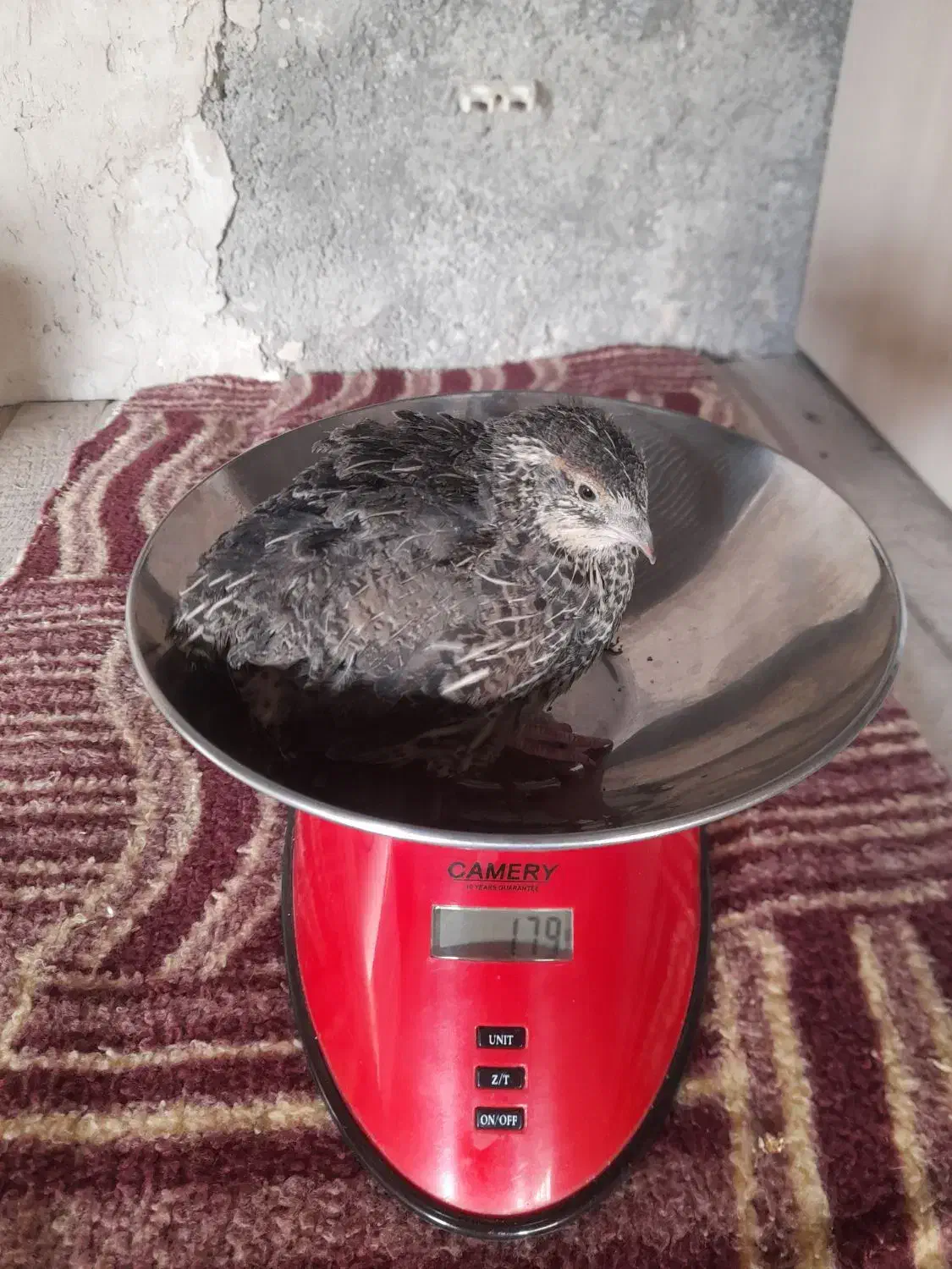 فروش فوری بلدرچین|حیوانات مزرعه|سرپل ذهاب, |دیوار