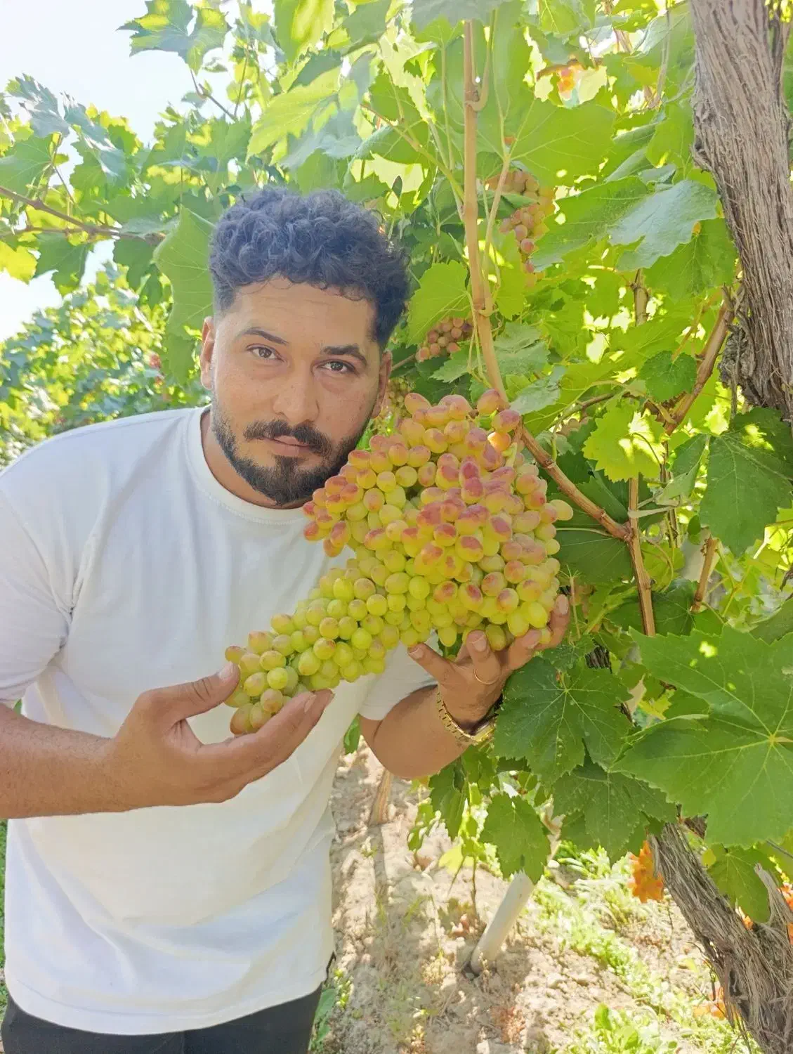 تبلیغ نهال|خدمات باغبانی و درختکاری|مشهد, هفده شهریور|دیوار