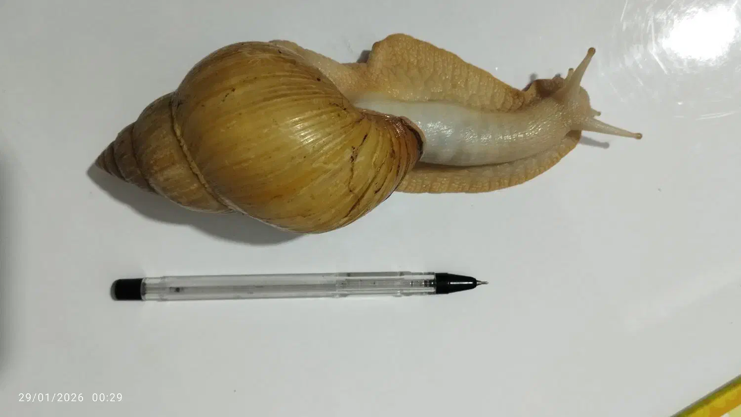 حلزون|خزنده|گلستان (تهران), |دیوار