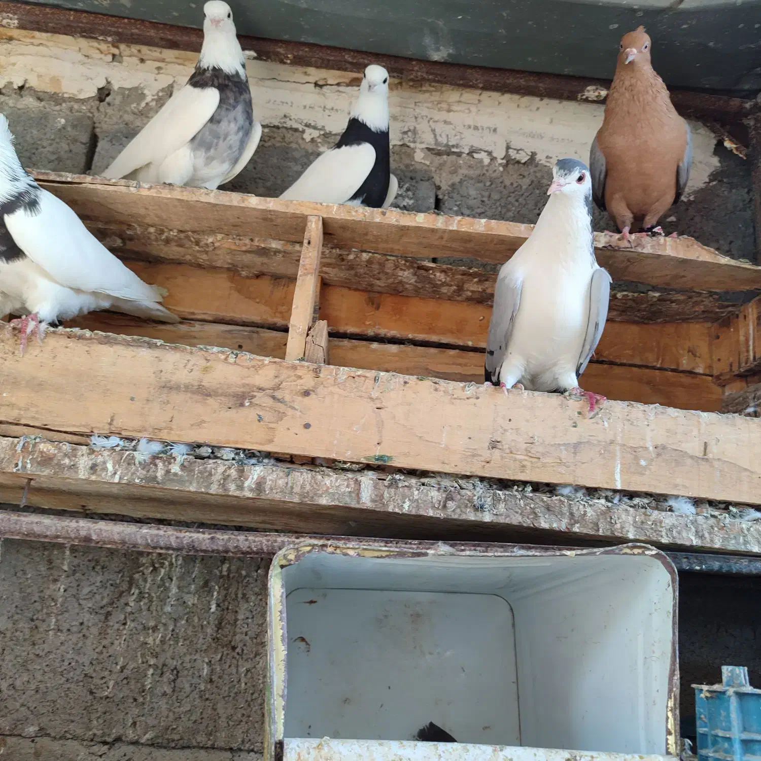 کبوتر.طوقی.زاغ‌.رنگی|پرنده|میناب, |دیوار