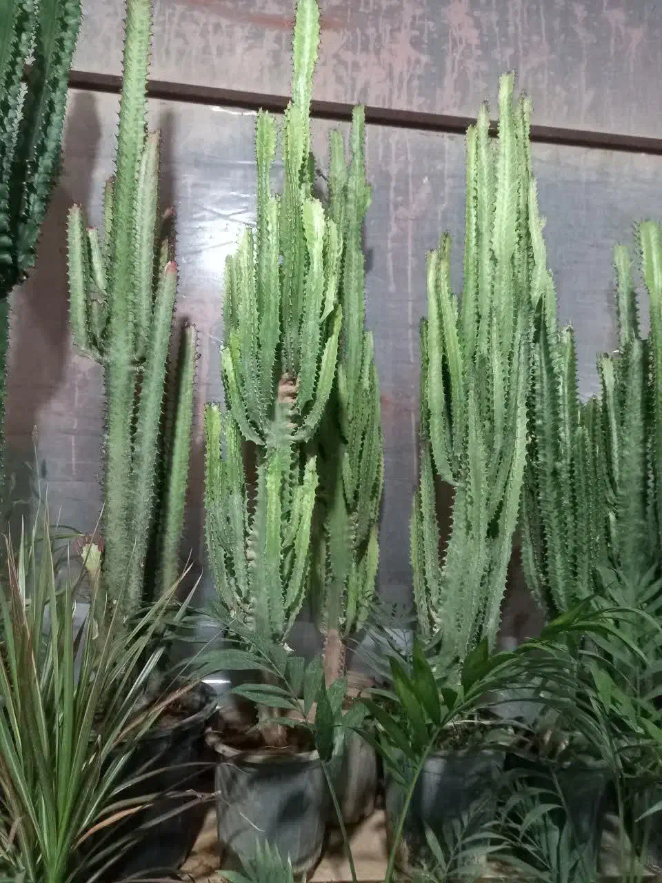 گل آپارتمانی یا گل خانه افروربیا|گل و گیاه طبیعی|زنجان, |دیوار