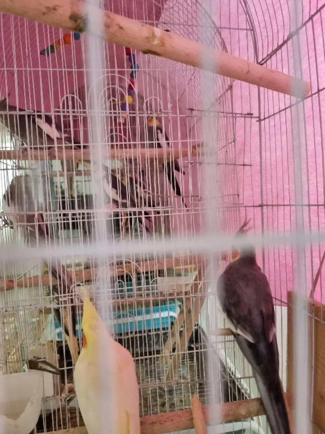 طوطی عروس|پرنده|آستانه اشرفیه, |دیوار