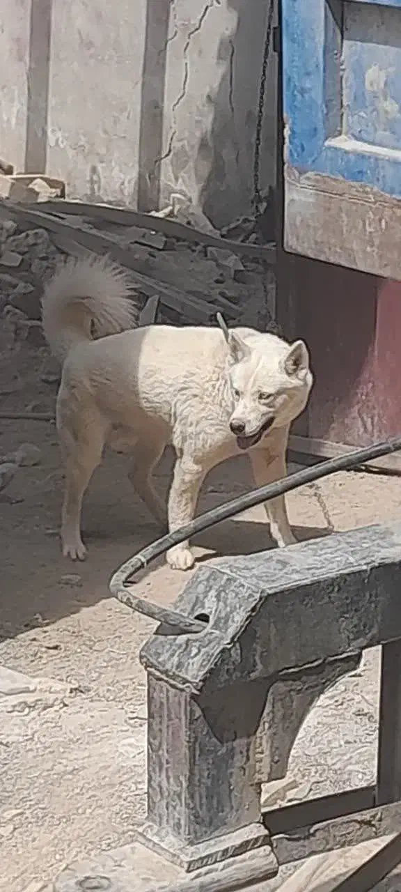 سگ هاسکی|سگ|گلپایگان, |دیوار