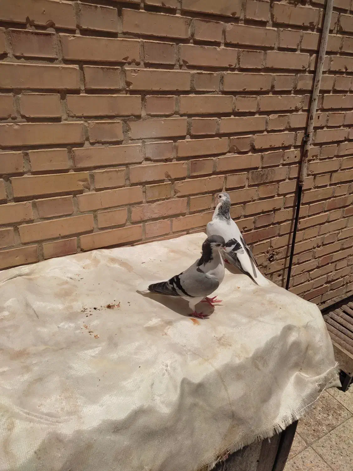 جفت کبوتر شیرازی|پرنده|سوسنگرد, |دیوار