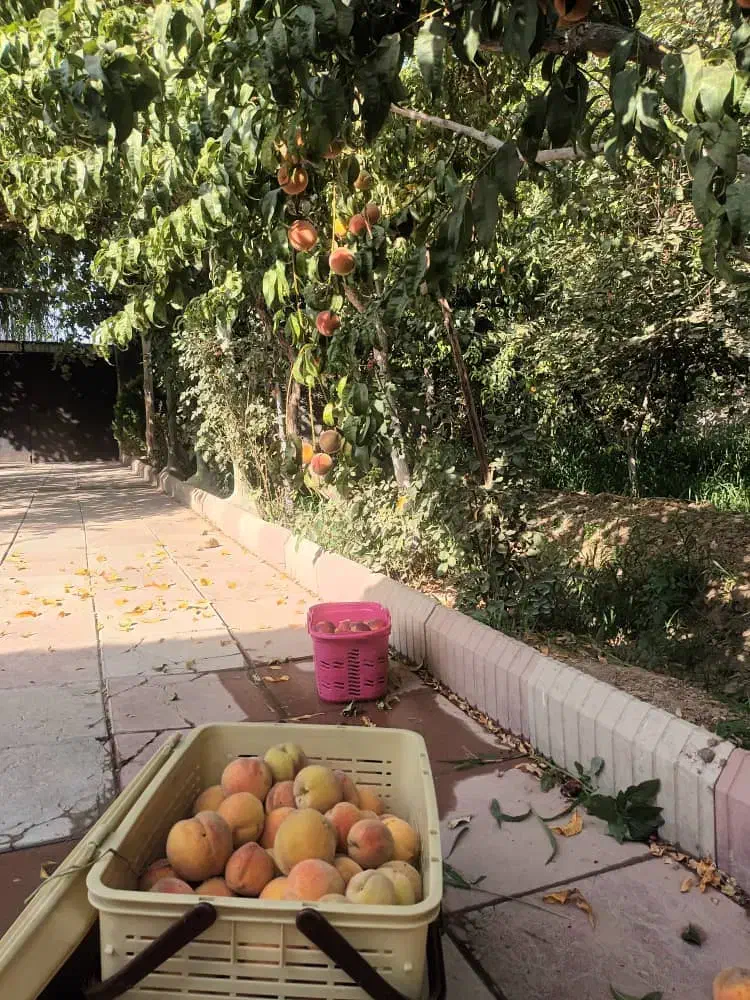 سرزمین رویایی با درختان بارور و آب اختصاصی|فروش زمین و ملک کلنگی|هشتگرد, ینگی امام|دیوار