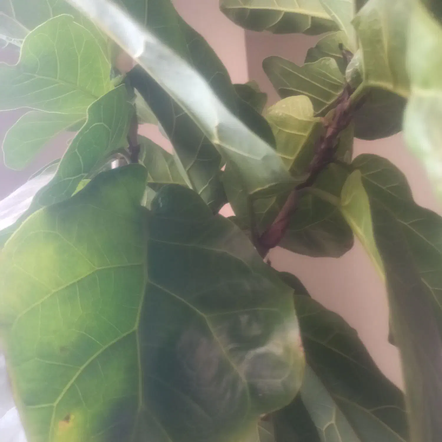 نظافت دفتر|استخدام سرایداری و نظافت|تبریز, |دیوار