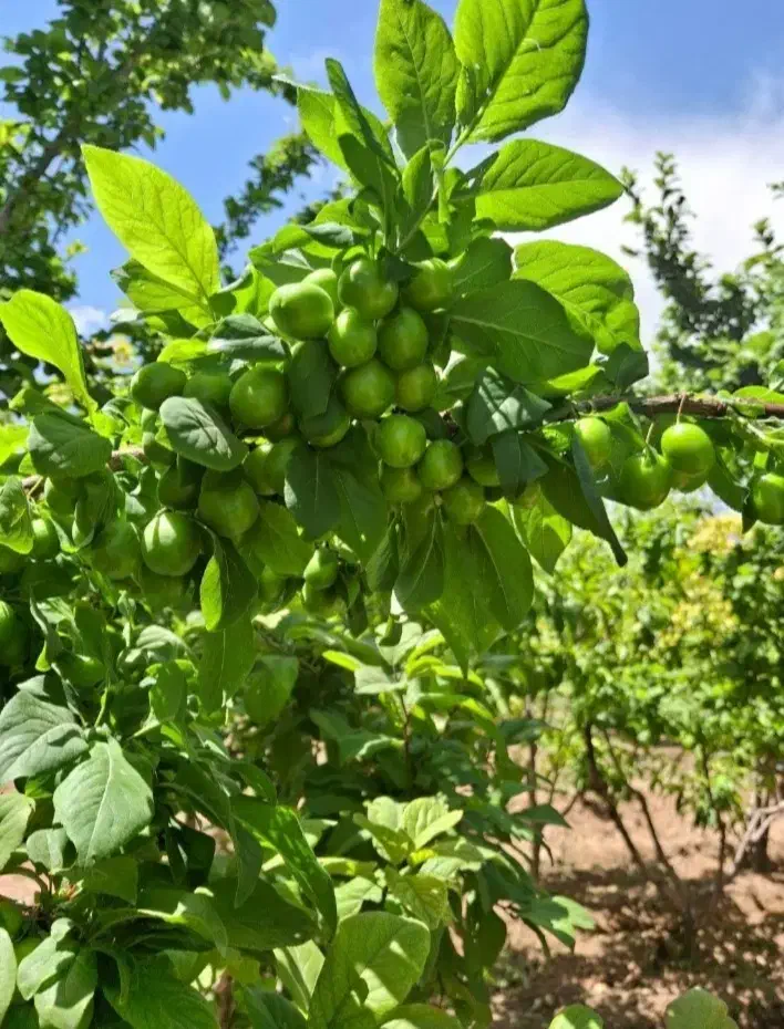 چهاردیواری نقلی نقد و اقساط|فروش دفتر صنعتی، کشاورزی، تجاری|تهران, مسعودیه|دیوار