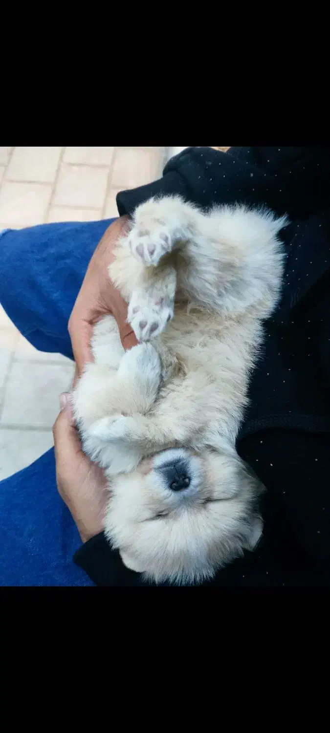 سگ پامر خرسی|سگ|اسلام‌شهر, شهرک مهدیه|دیوار