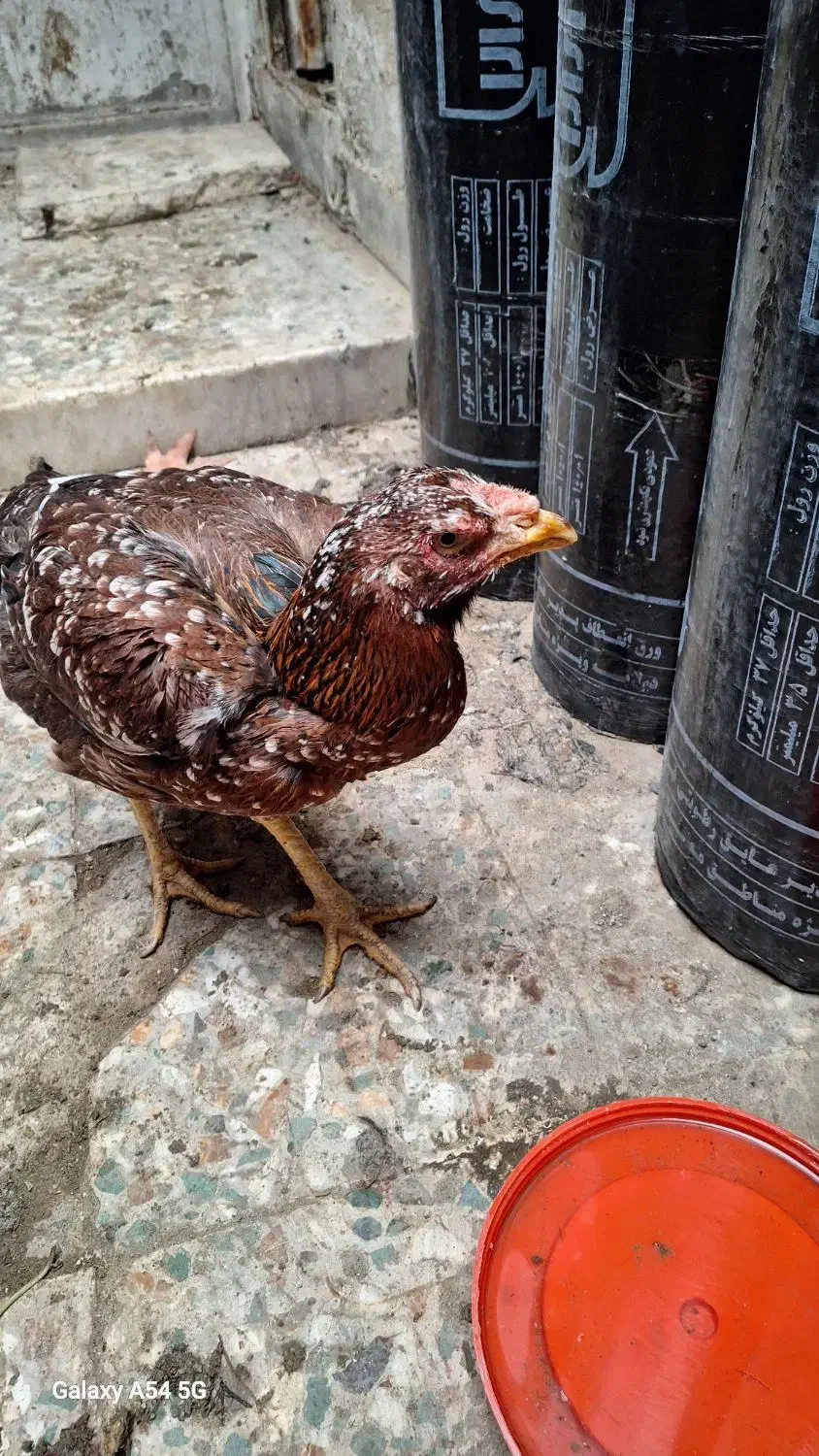 فروش مرغ لاری|حیوانات مزرعه|کرج, برغان|دیوار