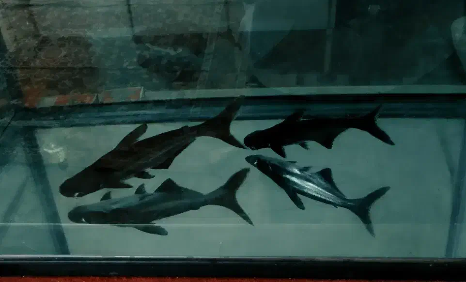 ماهی پنگوسی گیاهخوار خانگی|ماهی|کاشمر, |دیوار