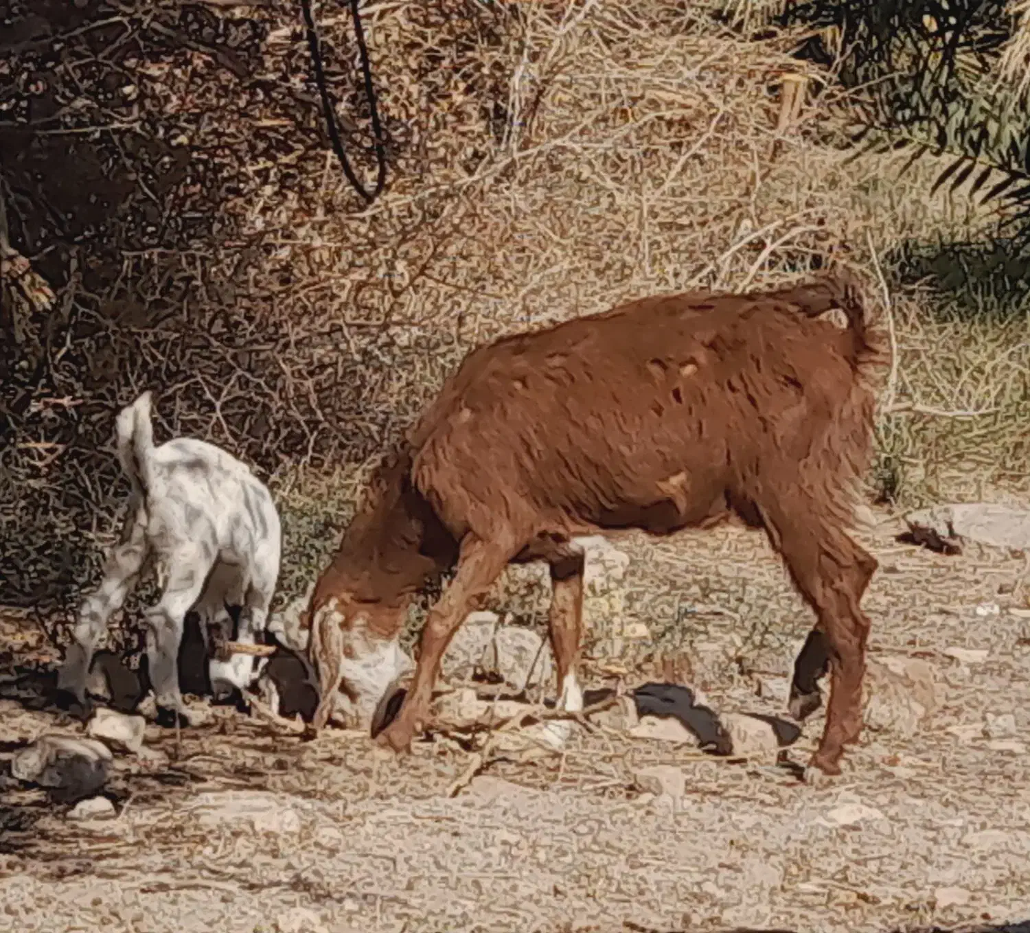 فروش دوبز و دو کهره و یک گیسه|حیوانات مزرعه|نگین کویر, |دیوار