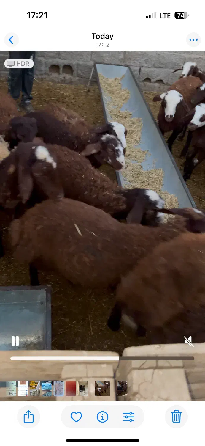 ۱۳ عدد بره ماده جنس فشندی|حیوانات مزرعه|هشتگرد, تهران دشت|دیوار