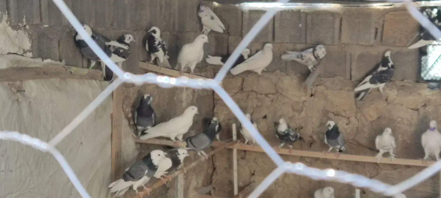 کبوتر|پرنده|سوق, |دیوار