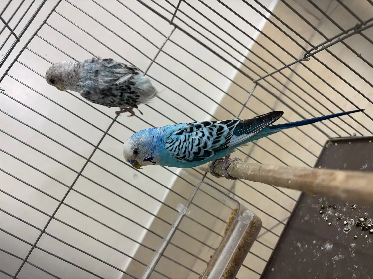 مرغ عشق جفت|پرنده|تهران, هلال احمر|دیوار