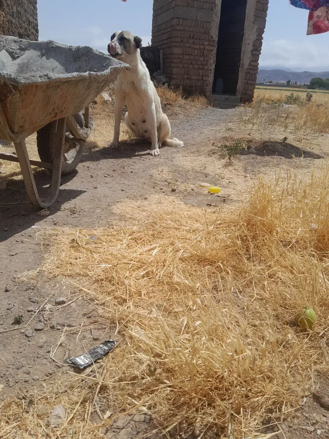 واگذاری ماده دو رگه سرابی|سگ|هیر, |دیوار