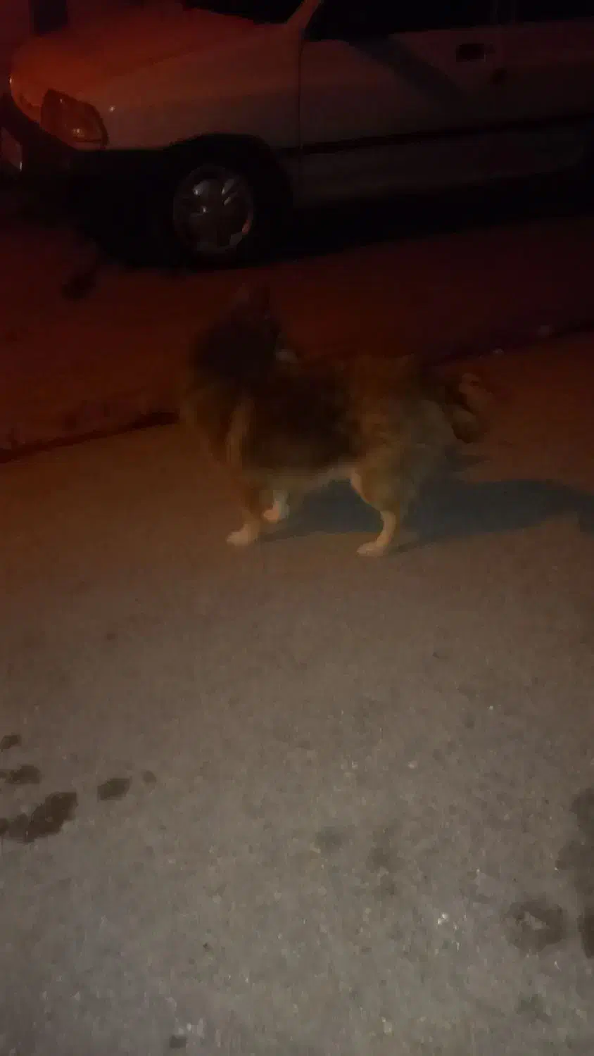 گمشده|حیوانات|بروجرد, |دیوار