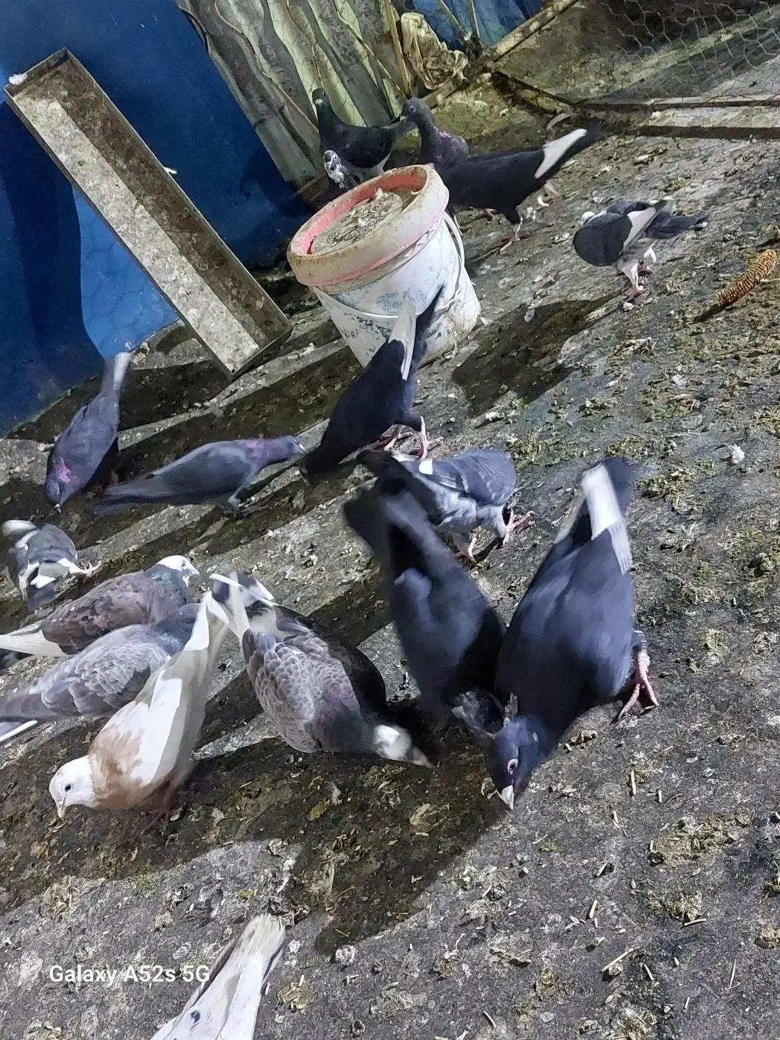 کفتر شهرستانی|پرنده|فشاپویه, |دیوار