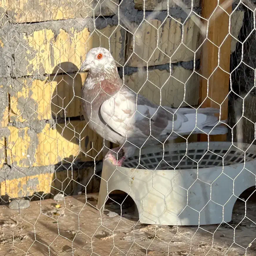 پلاکی|پرنده|مرودشت, بیست متری بیمارستان|دیوار