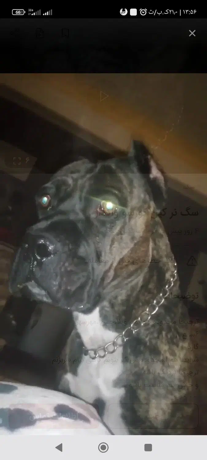 کن کورسو سگ گارد|سگ|محمدشهر, همایون ویلا|دیوار