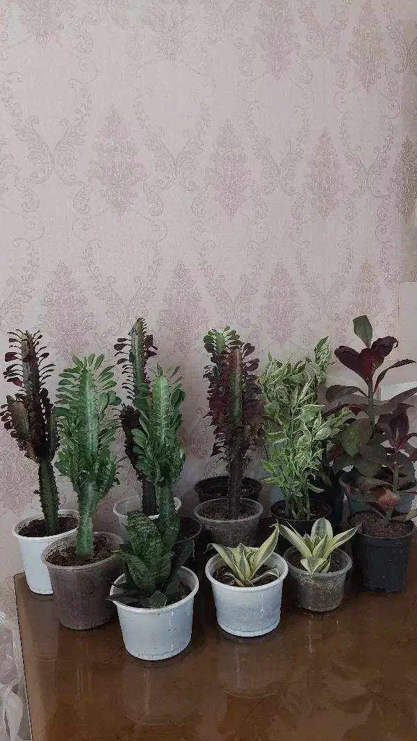 کاکتوس|گل و گیاه طبیعی|رشت, عینک|دیوار