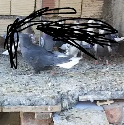 نرو ماده زاغ دم|پرنده|بیرجند, |دیوار