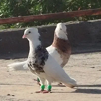 کبوتر طوقی هفت رنگ نر|پرنده|اهواز, کوی باهنر|دیوار